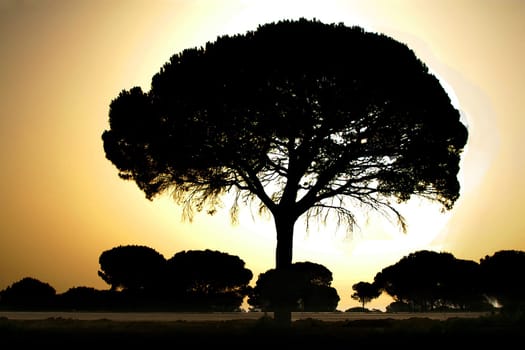is a pine plant and usually grows to a height of 12-20 m,sometimes up to 25 m. The umbrella shape of the crown is typical. Pine was already cultivated in ancient times primarily for its seeds,pine nuts,which serve culinary purposes. D