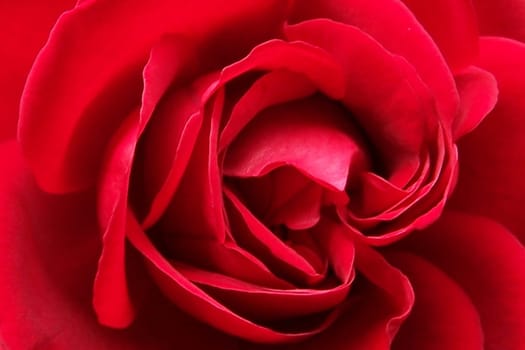 Red Rose