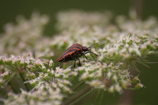 Striped bug