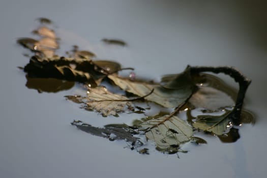 Water strider on leaves