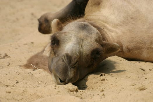 Camel