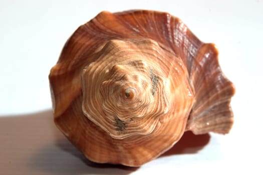 Shell 04