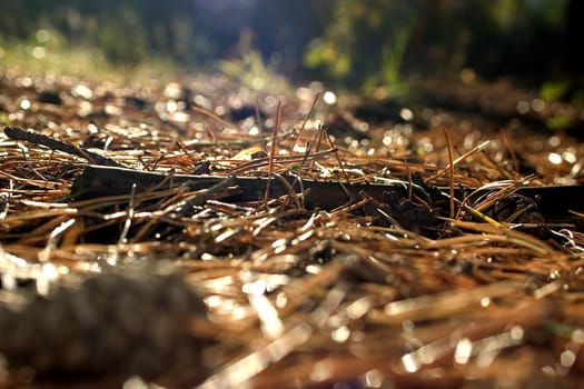 Forest Floor 01