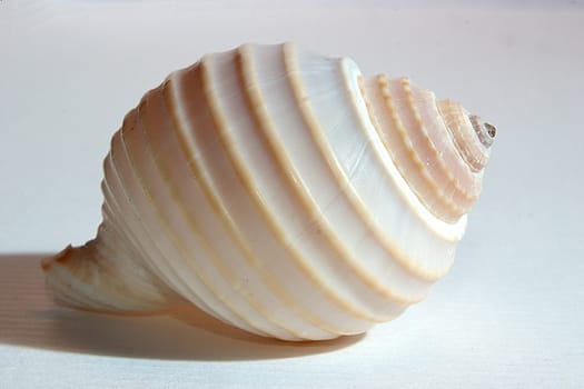 Mussel 05