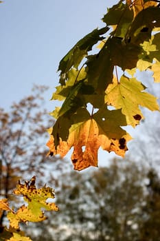 Foliage