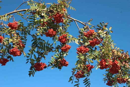 Rowan berries 03