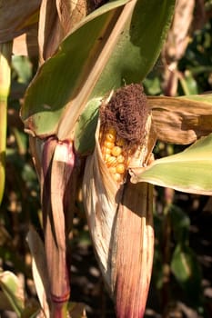 Corn on the cob in the field
