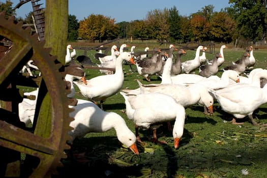 Geese 01