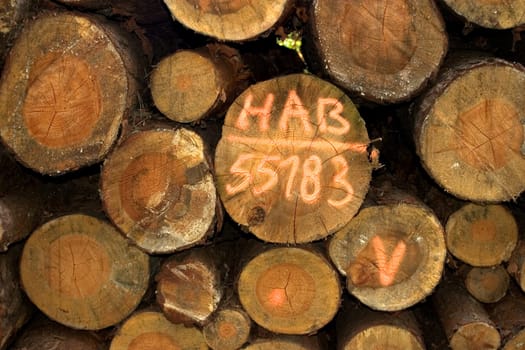 Woodpile 04