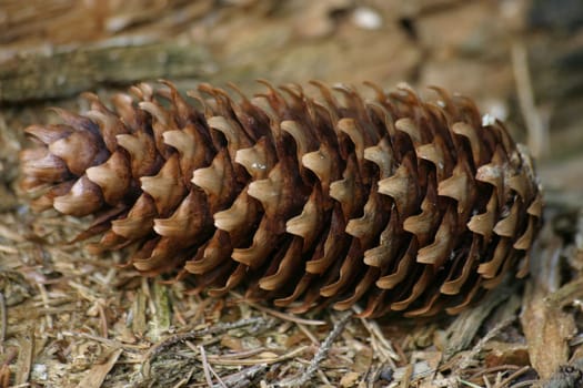 Fir cone