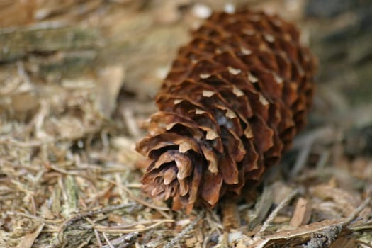 Pinecone