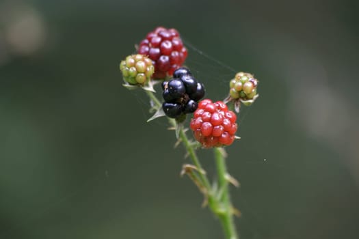 Blackberries