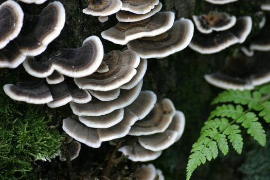 Tree fungi