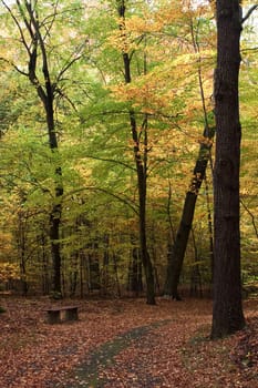 Waldweg 04