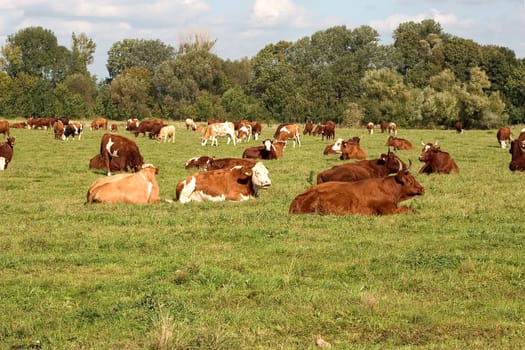 Cows in the pasture