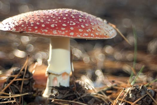 Toadstool 04