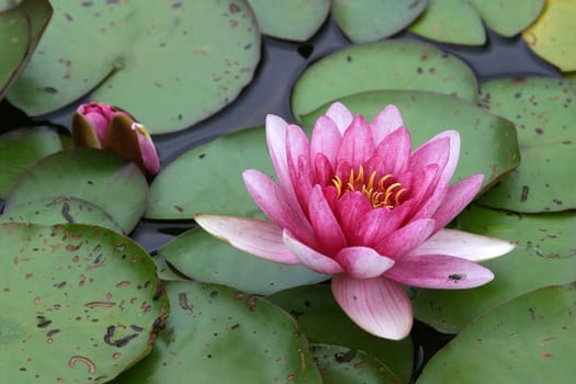 Nymphaea 1