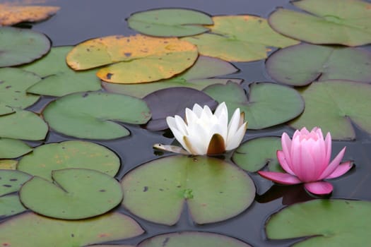 Nymphaea 2