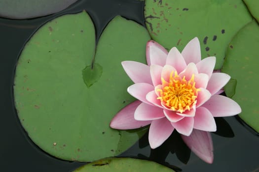 Nymphaea 3