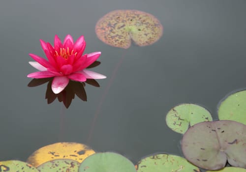 Nymphaea 4