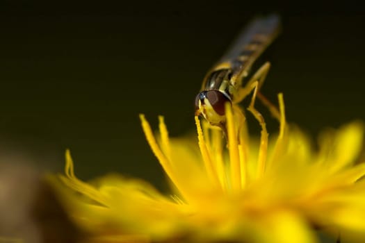 a common hoverfly on a yellow flower,the name of which I unfortunately do not know.