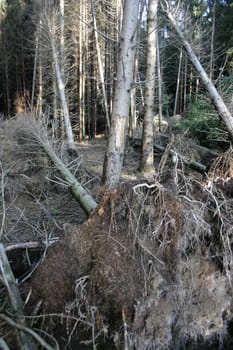 Windbreak 1