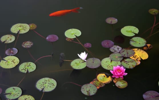 Water lilies