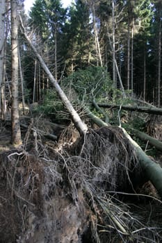 Windbreak 2