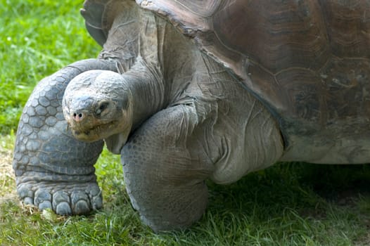 Aldabra giant tortoise