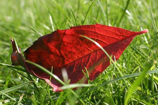 Autumn leaf