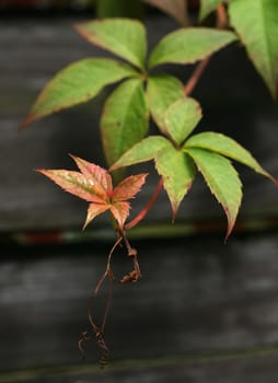 Autumn leaves