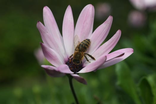 Nectar licker