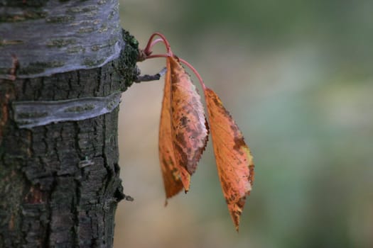 Autumn leaves