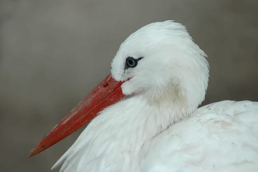 A portrait of the stork