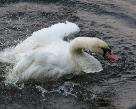 Bathing is fun 2