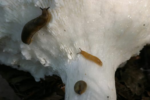 Snail food fungus