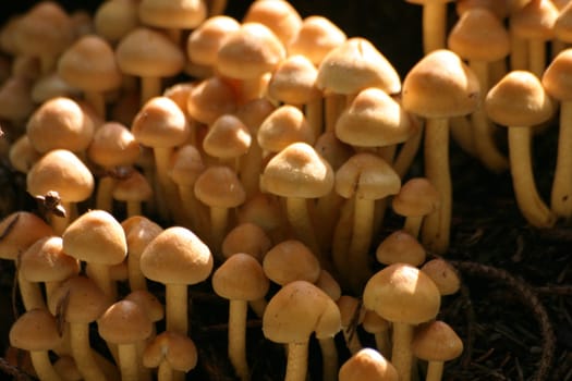 Cone mushrooms