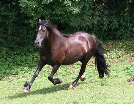 Black pearl