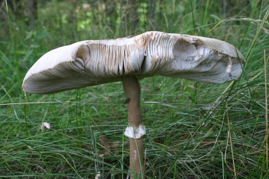 Parasol