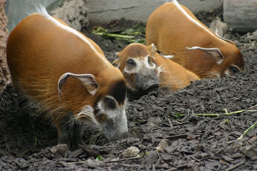 Brush-eared pigs