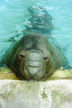 Until a few years ago,the lake - Elefant Charly was one of the attractions of the people of Stuttgart Wilhelma ( Zoological and Botanical Garden )