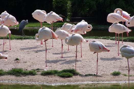 Flamingos with observer in the background