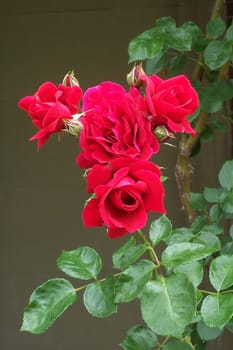 With a little imagination,the rose can become a mythical creature or an animal's head.
