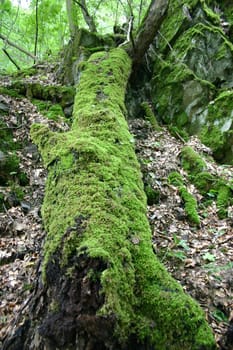 Fallen Giant