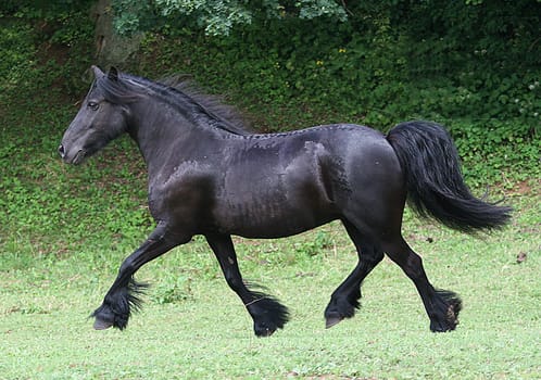 Black is