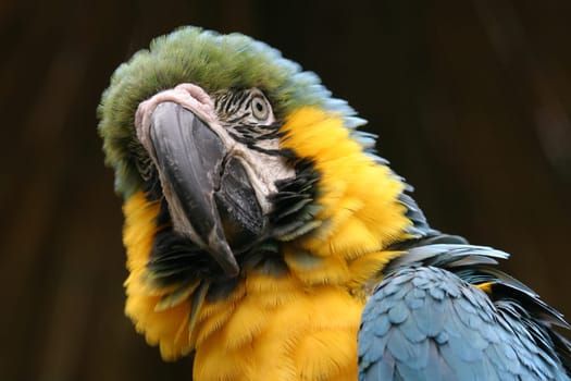 Yellow-breasted stara