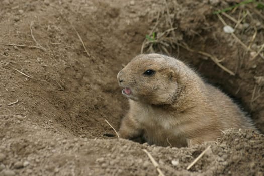 Prairie dog