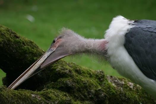 I like these distinctive,according to general opinion probably rather ugly birds...