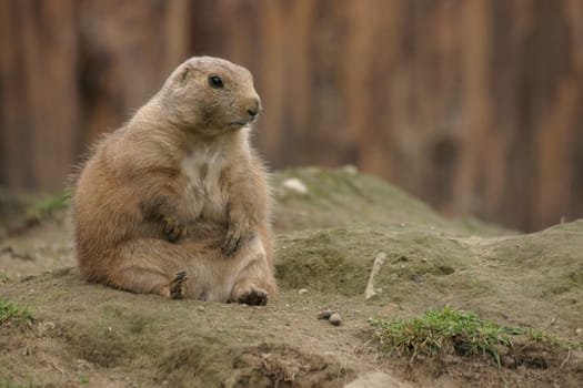 Black-tailed prairie dog