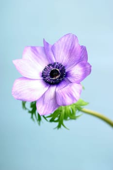 Blue poppy